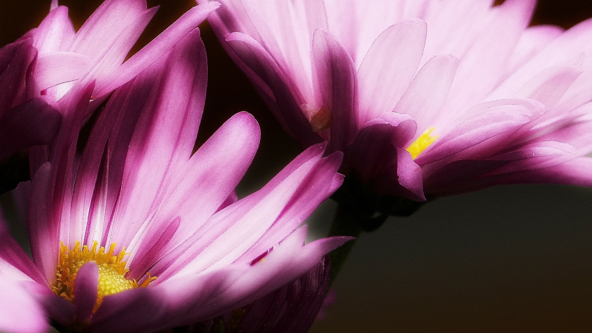 glowing plants