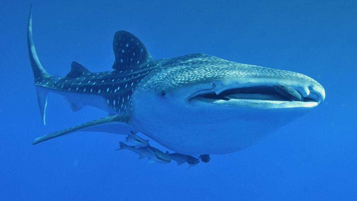 whale shark genome sequencing