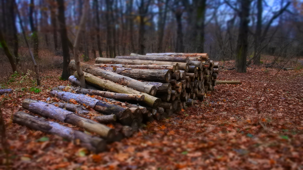 wood generates electricity