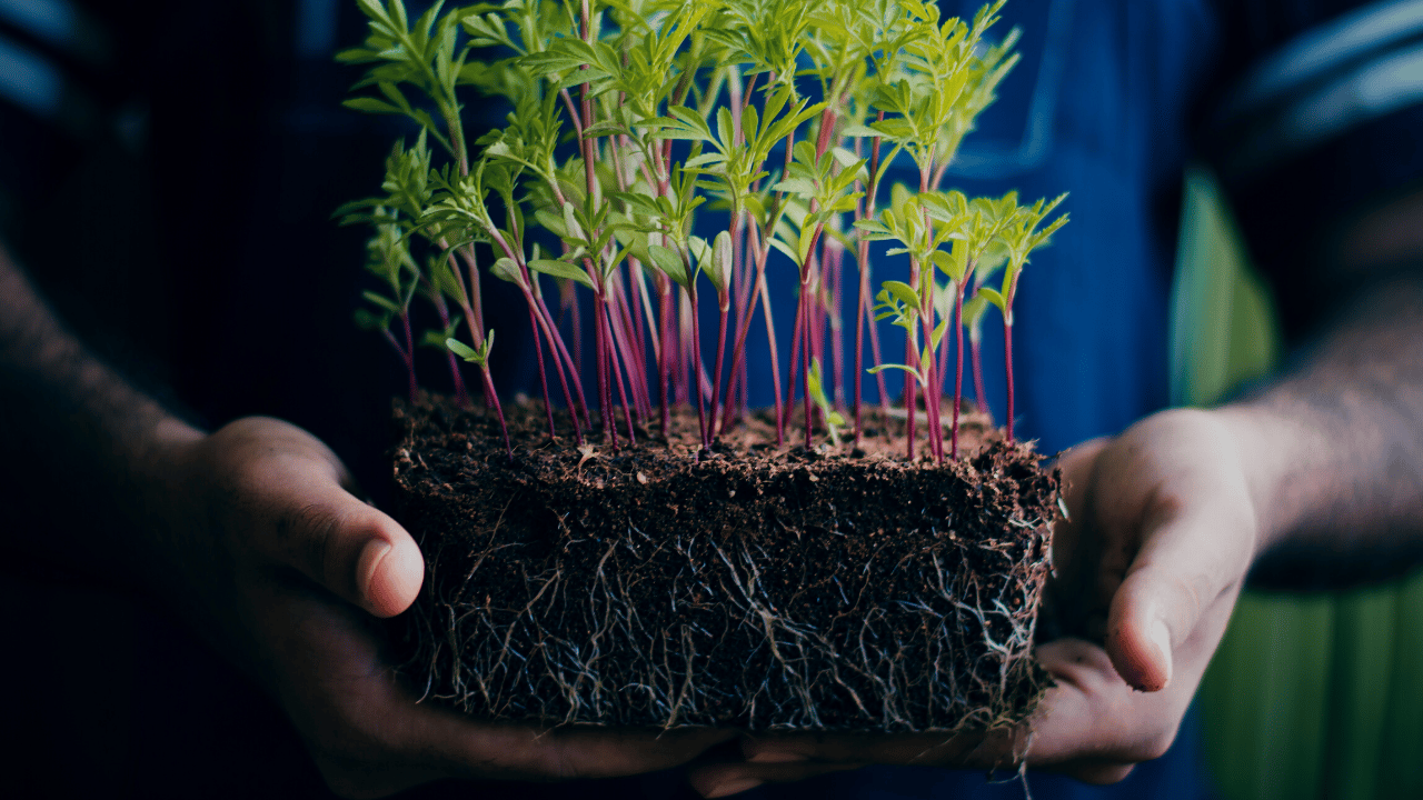 reprogrammable-genetic-circuits