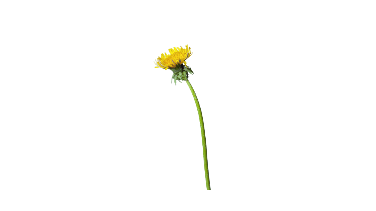 yellow-wildflower
