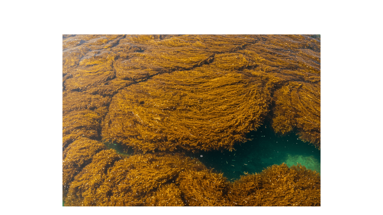 Seaweed to Fuel Car Conversion